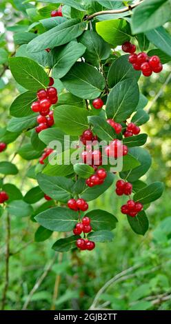 Nahaufnahme der roten Beeren, die auf einem Buschhonigstrauch im Wald wachsen. Stockfoto