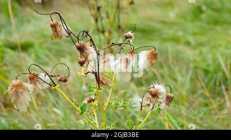 Nahaufnahme der weißen Samenflaumchen auf einer schleichenden Distelpflanze, die ihre Samen in den Wind zerstreut hat und nun das ganze Jahr über langsam stirbt. Stockfoto