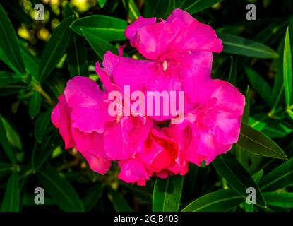 Farbenfroh rosa Nerium Oleander, Cabo San Lucas, Mexiko Stockfoto