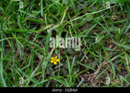 Gelbe Butterblume, die im Garten zwischen Gras und Kleeblätter wächst. Selektive Fokusblume Stockfoto