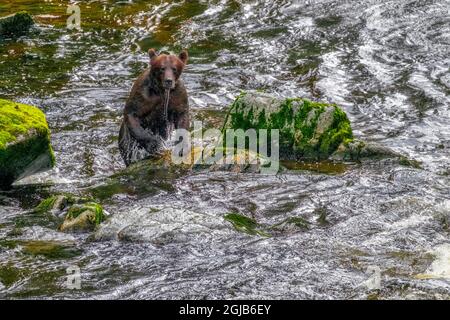 Grizzly Bear, Anan Creek, Wrangell, Alaska Stockfoto