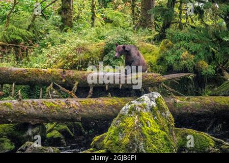 Grizzly Bear, Anan Creek, Wrangell, Alaska Stockfoto