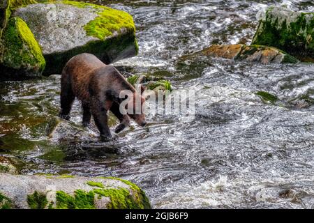 Grizzly Bear, Lachslauf, Anan Creek, Wrangell, Alaska, USA Stockfoto