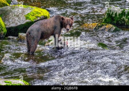 Grizzly Bear, Lachslauf, Anan Creek, Wrangell, Alaska, USA Stockfoto