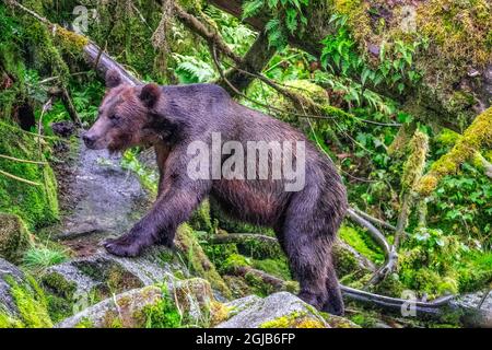 Grizzly Bear, Anan Creek, Wrangell, Alaska, USA Stockfoto