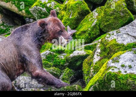 Grizzly Bear, Lachslauf, Anan Creek, Wrangell, Alaska, USA Stockfoto