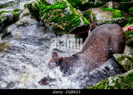 Grizzly Bear, Lachslauf, Anan Creek, Wrangell, Alaska, USA Stockfoto