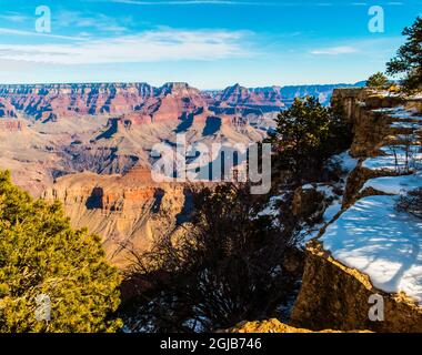 Pinyon Pinien und schneebedeckte Kalksteinklippen am Südrand, Grand Canyon National Park, Arizona, USA Stockfoto