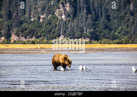 Lake Clark National Park and Preserve, Cook Inlet, Kenai Peninsula, Alaska, Braunbär, grizzlybär, Küstenbären, Möwen Stockfoto
