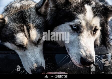 Seward, Alaska, Paar sibirische Huskyhunde, Stockfoto