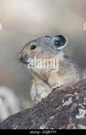 Pika hat die Dinge im Auge Stockfoto