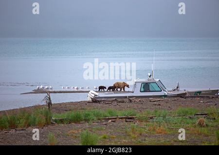 USA, Alaska, Katmai. Grizzly sät und Junge mit dem Boot. Stockfoto