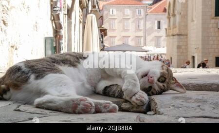 Katze spielt auf Gundulićeva poljana in Dubrovnik (Dalmatien, Kroatien) Stockfoto