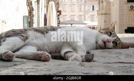 Katze spielt auf Gundulićeva poljana in Dubrovnik (Dalmatien, Kroatien) Stockfoto