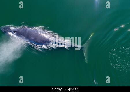 USA, Alaska, Luftaufnahme der Buckelwal (Megaptera novaeangliae) Schwimmen an der Oberfläche des Frederick Sound im Sommer am Nachmittag Stockfoto