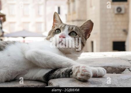 Katze spielt auf Gundulićeva poljana in Dubrovnik (Dalmatien, Kroatien) Stockfoto