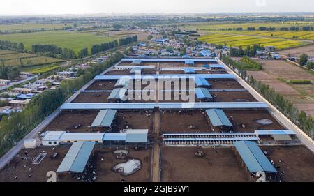 Lingwu, Chinas Autonome Region Ningxia Hui. September 2021. Luftaufnahme vom 8. September 2021 zeigt die Ansicht einer Kuhzuchtfarm im Dorf Shajiang in der Stadt Lingwu, nordwestlich der Autonomen Region Ningxia Hui, 8. September 2021. Quelle: Yang Zhisen/Xinhua/Alamy Live News Stockfoto