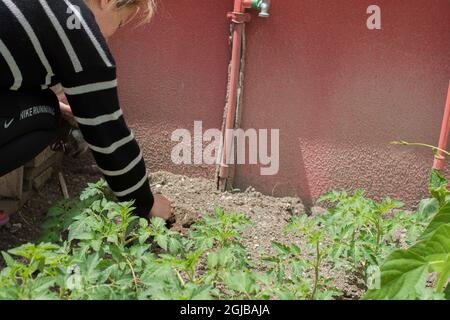 Die junge Frau hackt den Boden des Gemüses, das sie im Garten ihres Hauses gepflanzt hat Stockfoto