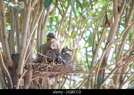 USA, Arizona, Buckeye. Weißflügeltaubenkick im Nest mit Elternteil. Stockfoto