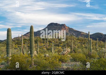 USA, Arizona. Eine üppige Landschaft von saguaro, Orgelpfeife und Cholla-Kaktus in den Ajo Mountains des Organ Pipe National Monument. Stockfoto