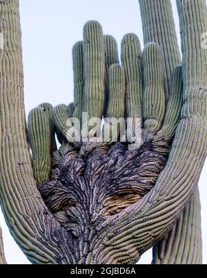 USA, Arizona, Catalina State Park, saguaro Kaktus, Carnegiea gigantea. Der riesige saguaro Kaktus wächst oft verdreht. Stockfoto