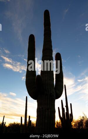 USA, Arizona, Catalina State Park, saguaro Kaktus, Carnegiea gigantea. Riesige saguaro-Kakteen werden gegen die untergehende Sonne silhouettiert. Stockfoto