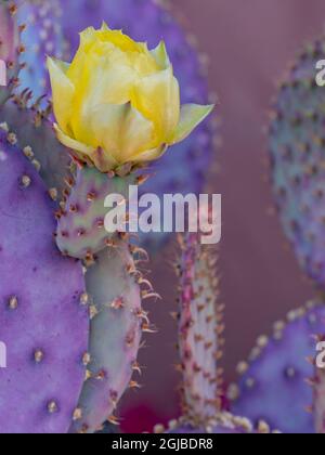 Usa, Arizona, Tucson. Gelbe Blume auf purpurpurem Kaktus aus Kaktus mit Kaktus. Stockfoto