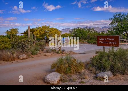 USA, Arizona, Tucson, Saguaro-Nationalpark Stockfoto