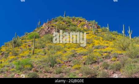 USA, Arizona. Blick auf den saguaro Kaktus auf einem Hügel unterhalb des Theodore Roosevelt Dam am Salt River. Stockfoto