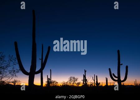 Der Saguaro Kaktus steht wie aus der Wüste im Organ Pipe Cactus National Monument, an der Grenze zu Arizona, Mexiko Stockfoto