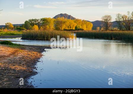 USA, Kalifornien. Gray Lodge Wildlife Area in Butte Sink in der Nähe von Colusa. Stockfoto