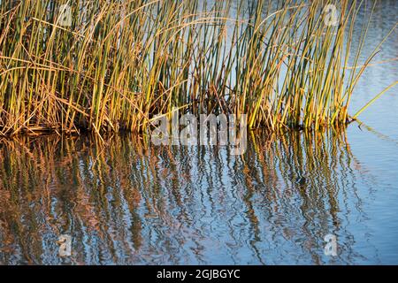 USA, Kalifornien. Gray Lodge Wildlife Area in Butte Sink in der Nähe von Colusa. Emergentien in Feuchtgebieten des Sacramento River Basin. Stockfoto