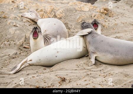 USA, Kalifornien. San Simeon, Piedras Blancas Elefantenrobben-Seerookerie, Elefantenrobben am Strand. Stockfoto