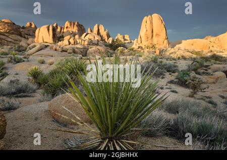 USA, Kalifornien. Yucca wächst. Jumbo Rocks im Joshua Tree National Park. Stockfoto