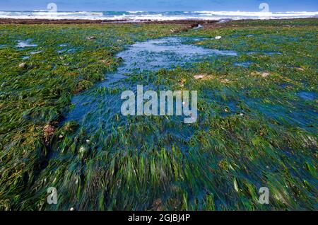 Seeweed in Low Tide, Fitzgerald Marine Reserve, Kalifornien, USA ausgesetzt Stockfoto