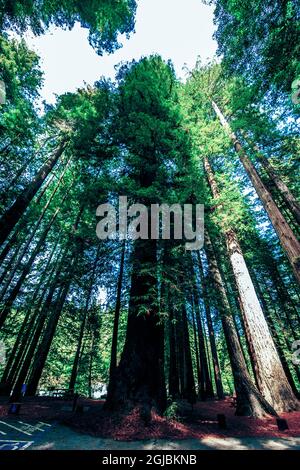 USA, Kalifornien. Crescent City, Jedediah Smith State Park, Howland Hill Road Redwoods Stockfoto