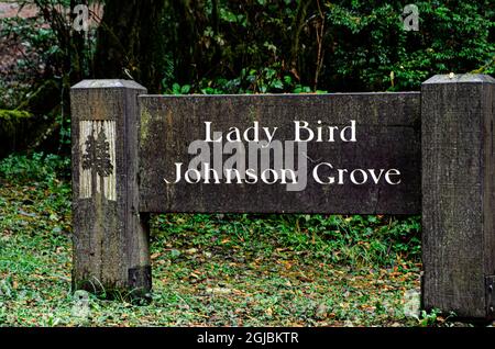 USA, Kalifornien. Grove Redwoods, Redwood National Park Stockfoto