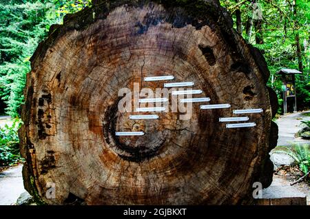 USA, Kalifornien. Humboldt Redwoods State Park, Logbuch mit Ringdaten Stockfoto