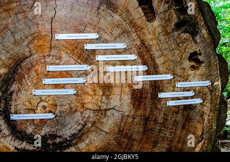 USA, Kalifornien. Humboldt Redwoods State Park, Logbuch mit Ringdaten Stockfoto