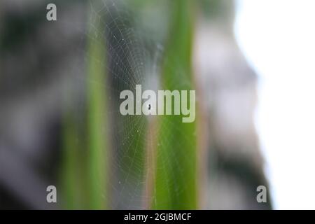 Ein Spinnennetz mit der Spinne in der Mitte Stockfoto