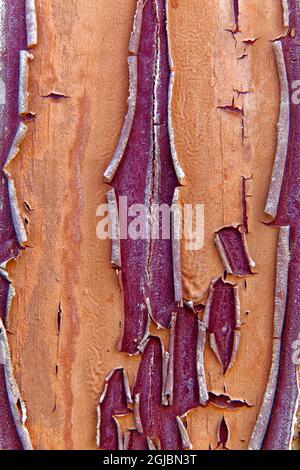 USA, Kalifornien, Bischof. Detail der abblätternden Farbe auf der Seite des Kastenwagens im Laws Railroad Museum. Kredit als: Dennis Flaherty / Jaynes Gallery / DanitaDelim Stockfoto