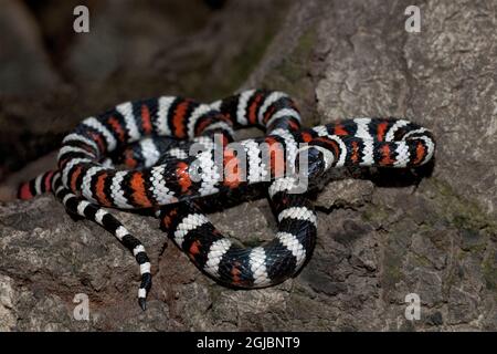 USA, Kalifornien, Wildlife Waystation. Die Gefangene kalifornische Bergkönigsnatter, die sich auf Baumstamm aufwickelt. Stockfoto