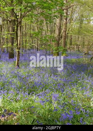 Native Englisch bluebells Frühling Waldblume in Buchenwald Stockfoto