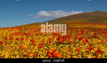 Wiesenpanorama gefüllt mit Goldfields und kalifornischem Mohn in der Nähe von Lancaster und Antelope Valley California Poppy Reserve Stockfoto