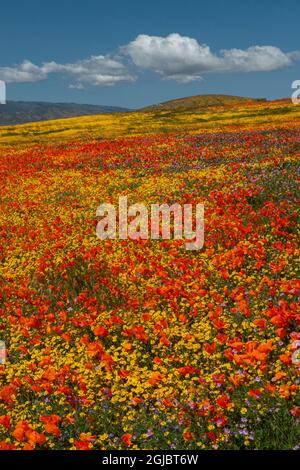 Hügel voller Mohnblumen, Goldfields und Filaree, in der Nähe von Lancaster und Antelope Valley California Poppy Reserve Stockfoto