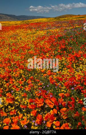 Hügel voller Mohnblumen, Goldfields und Filaree, in der Nähe von Lancaster und Antelope Valley California Poppy Reserve Stockfoto