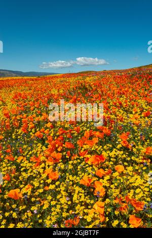 Hügel voller Mohnblumen, Goldfields und Filaree, in der Nähe von Lancaster und Antelope Valley California Poppy Reserve Stockfoto