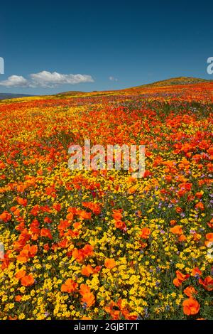 Hügel voller Mohnblumen, Goldfields und Filaree, in der Nähe von Lancaster und Antelope Valley California Poppy Reserve Stockfoto