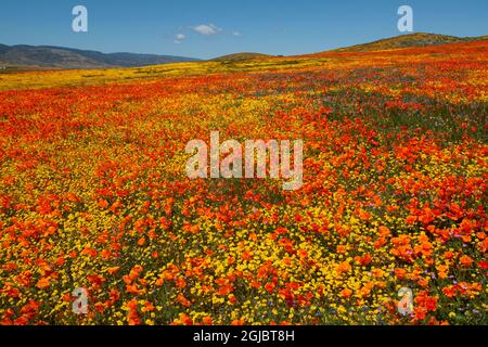 In der Nähe von Lancaster und Antelope Valley, California Poppy Reserve, gibt es einen Hügel voller Goldfields und kalifornischem Mohn Stockfoto