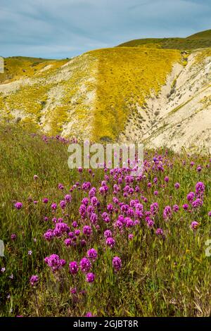 Die Hügel von Owl's Clover werden von Goldfields in der Carrizo Plain, National Monument, Kalifornien, ergänzt Stockfoto